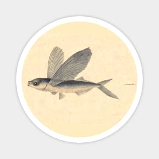 Flying Fish by Mary Symonds Magnet
